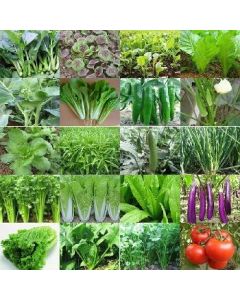 Shallot Vegetable seeds 10g/pack