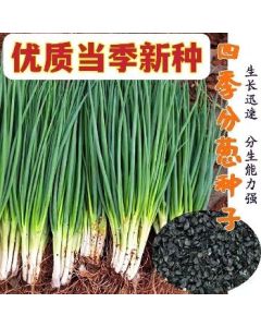 Chive seeds