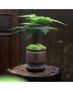 Xuanmei Potted Plant - Office Desktop Asparagus Fern Potted Plant, Indoor Flower Plant for Living Room with Pot + Base, Multiple Options Available DG