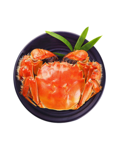 【Live Crab】Xie San Qian Zhuang Fresh Live Female Hairy Crabs, 2.3-2.6 taels (6 crabs), rope-free net weight, seafood Mid-Autumn gift box