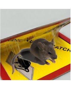 Rat-board rat stickers include bait mousetraps